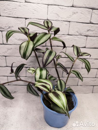 Традесканция зебрина