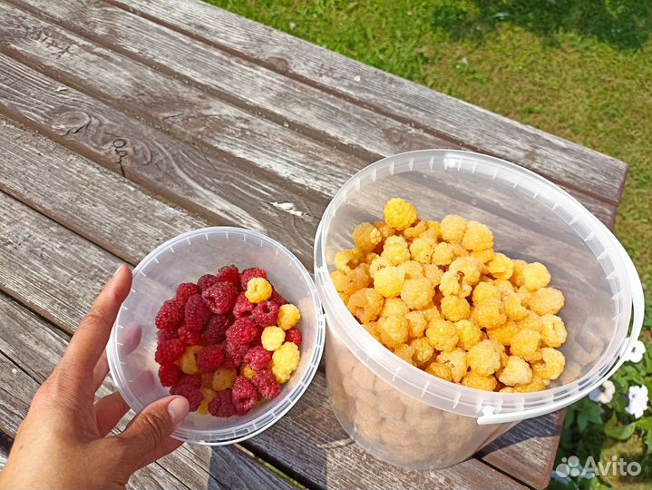 Саженцы желтой малины