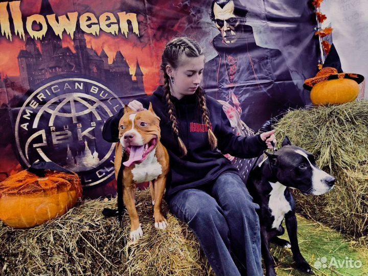 Услуги кинолога