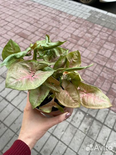 Сингониум сортовой