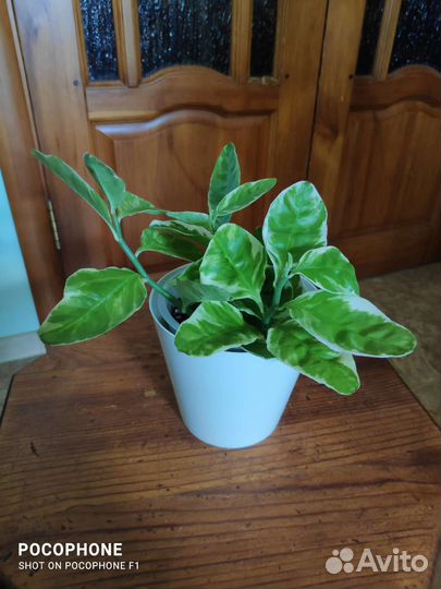 Педилантус