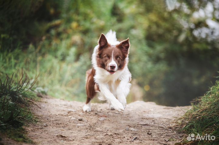 Фотограф-анималист в Санкт-Петербурге