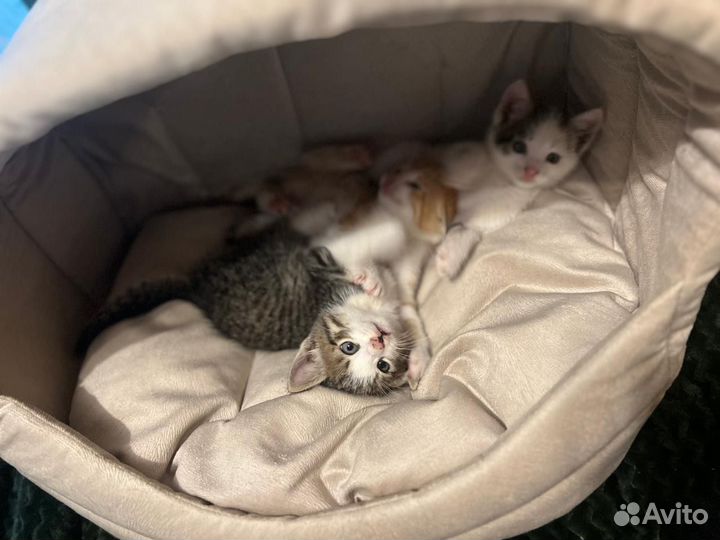Котята в добрые руки даром бесплатно