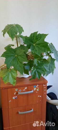 Бегония декоративная