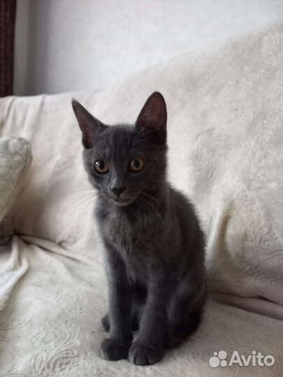 Котята в дар бесплатно