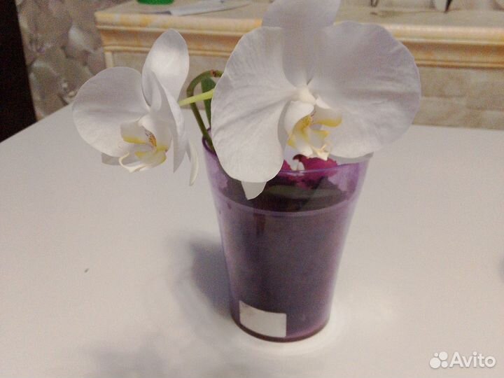 Орхидея