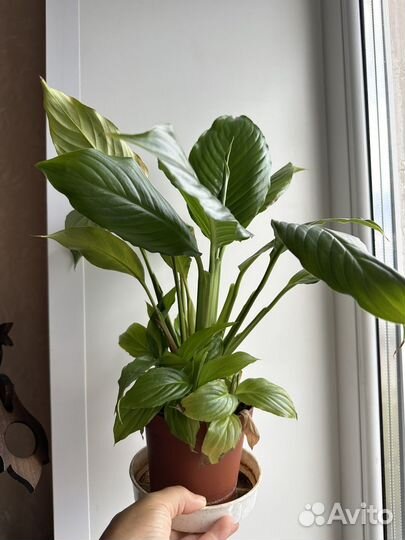 Спатифиллум