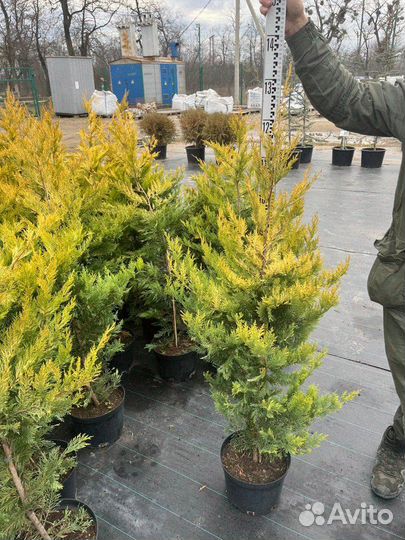 Купрессоципарис Голд Раидер