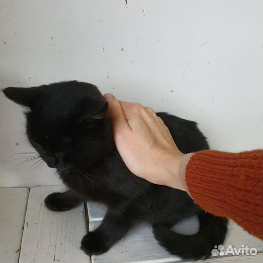 Котёнок черный 4 месяца