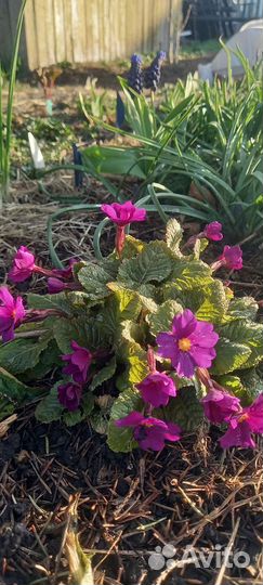 Примулы, гейхеры