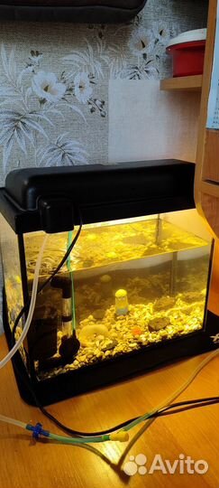 Аквариум