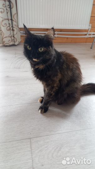 Кошка в добрые руки