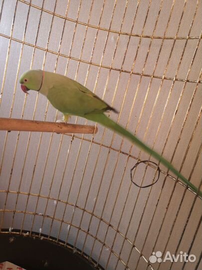 Ожереловый попугай мальчик 5 лет