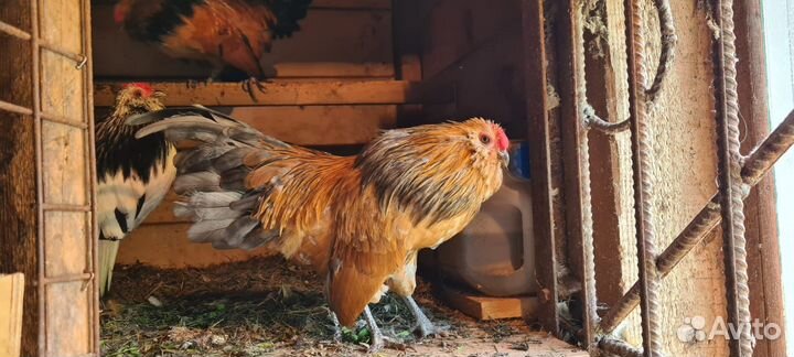 Продам петушков антверпенской бентамки