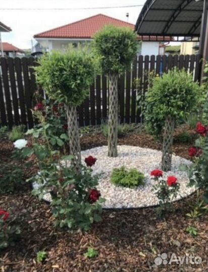 Плетённые Деревья, Русская пальма, ивы