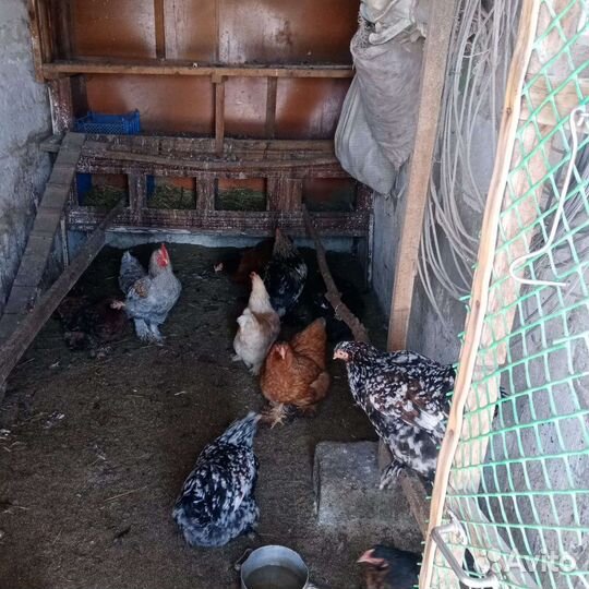 Куры породы брама