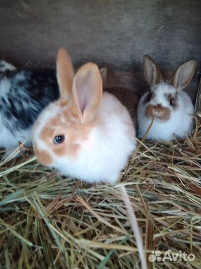 Крольчата