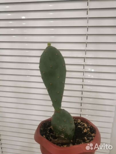 Кактус опунция