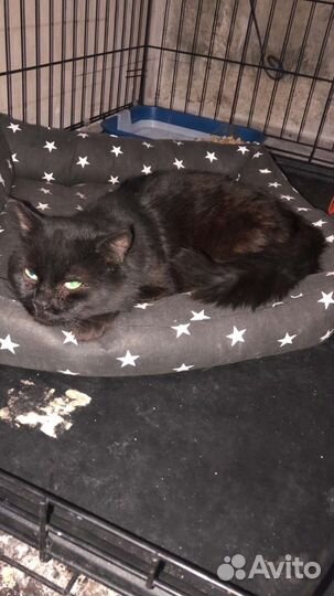 Барон ищет дом