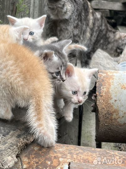 Котята в добрые руки бесплатно