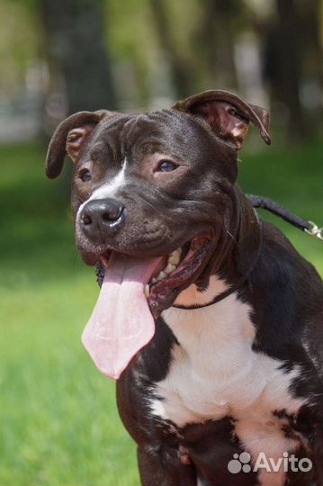 Питбультерьер