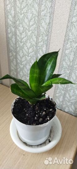 Сансевиерия Ханни