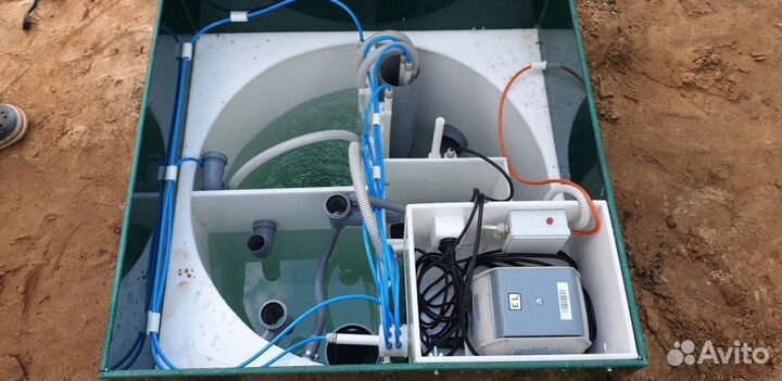 Септики кит