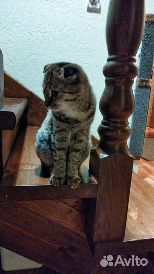 Шотландская вислоухая кошка