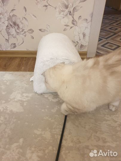 Домик для кошки новый