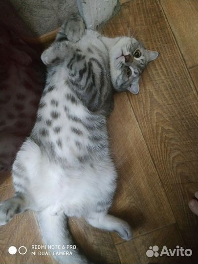 Кот на вязку Шотландец