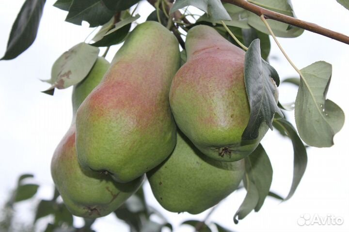 Саженцы яблони.груши.сливы малины.абрикосов и др