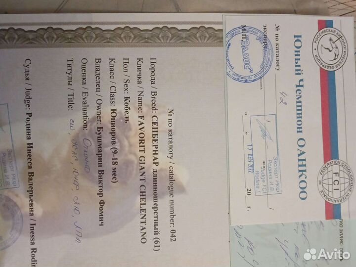 Сенбернар вязка