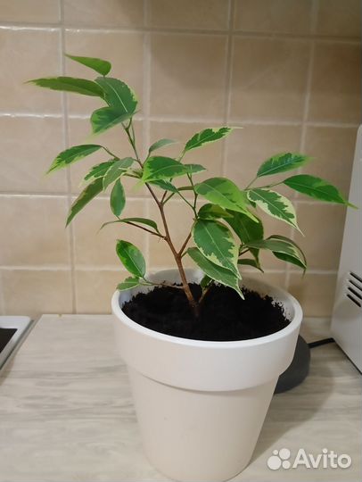 Фикус бенджамина пестролистный