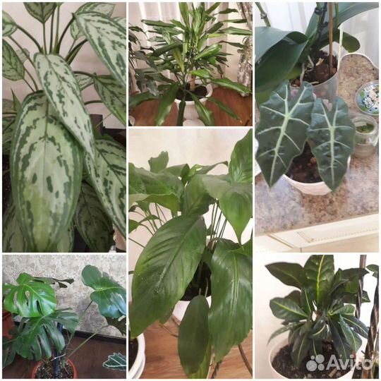 Комнатные цветы для офиса и дома