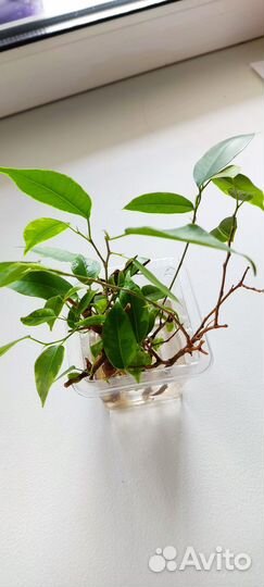 Фикус бенджамина