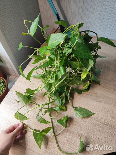 Черенки эпипремнума золотистого