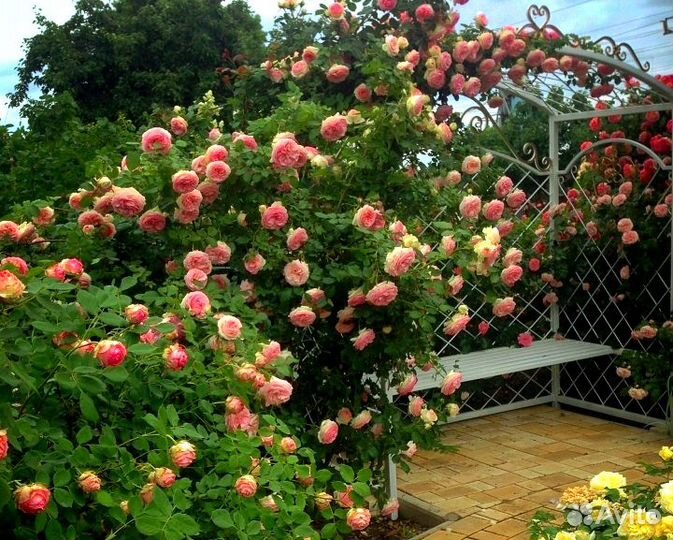 Саженцы элитных роз