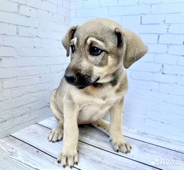 Щенки в добрые руки