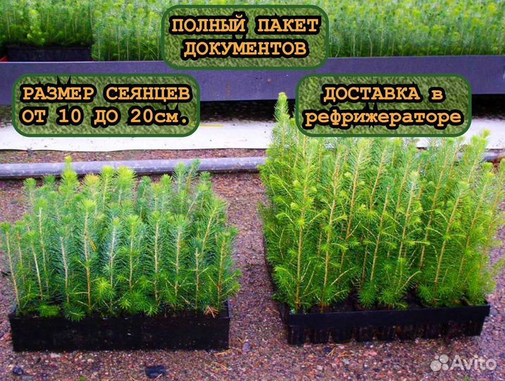 Сеянцы в кассетах зкс ели и сосны