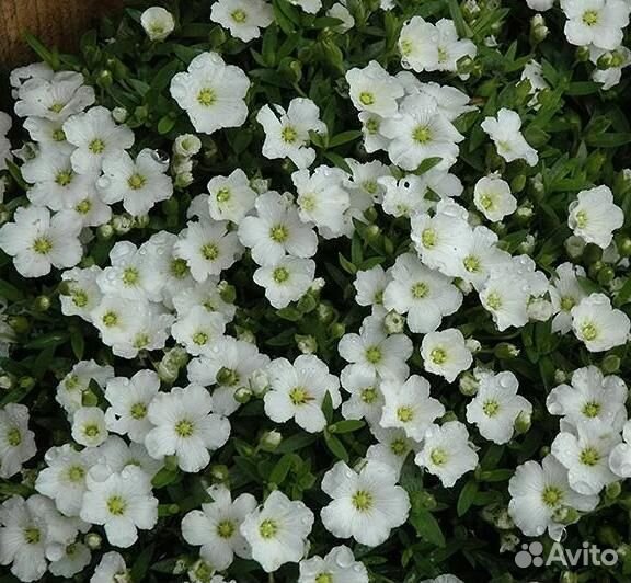 Гипсофила (Качим) ясколковидная Саженцы, Рассада