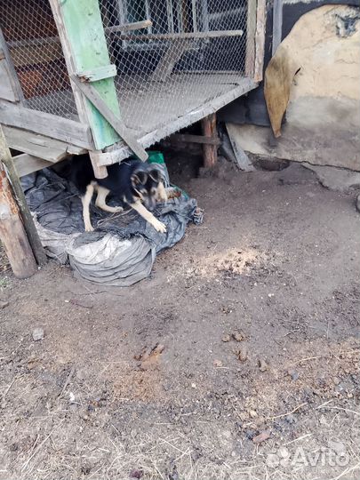 Щенки немецкой овчарки