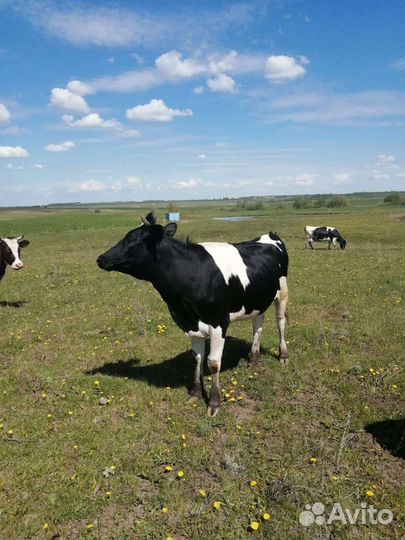 Коровы и телки