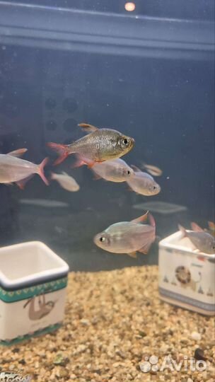 Аквариумные рыбки, креветки, цихлиды