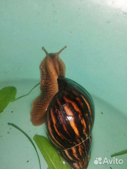 Улитки ахатины