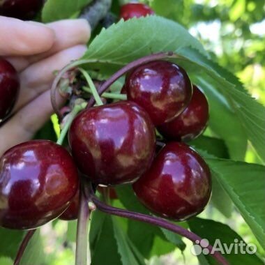 Саженцы черешни Бигарро Бурлат