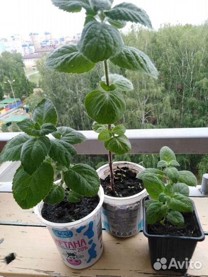 Мята 2 вида, мелисса лимонная