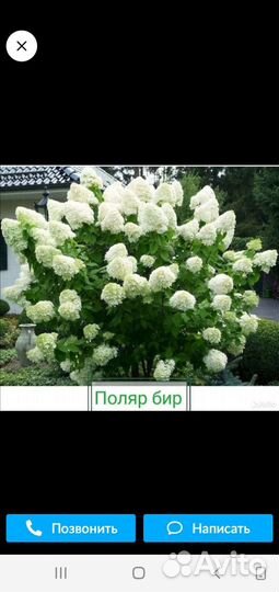 Гортензия метельчатая саженцы,растущие и цветущие