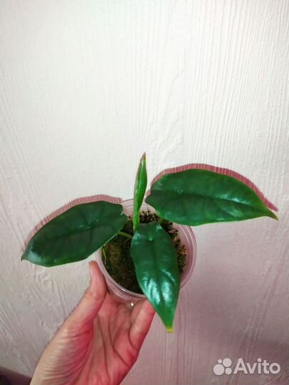 Алоказии детки и клубни