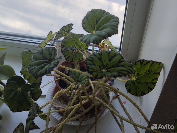 Цветы домашние