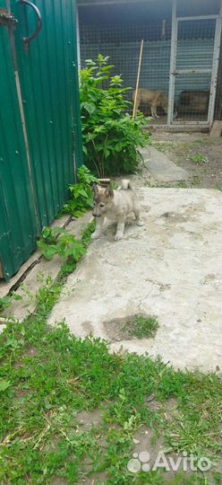 Западно сибирская лайка, щенки